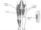 Core Muscles And Their Functions