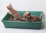 Images of Training Kittens