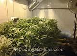 How To Grow Marijuana Indoor Guide Pictures