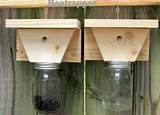 Images of Carpenter Bee Trap Home Depot