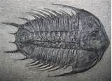 Cambrian Fossils Images