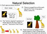 Key Ideas Of Darwins Theory Of Evolution Pictures