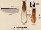 Termite Control Yourself Photos