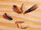 Pictures of Orange Planet Termite