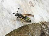 Pictures of Uk Wasp Species