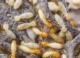 Video Of Termites Eating Wood