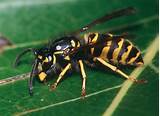 Pictures of Yellow Jacket Vs Paper Wasp