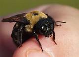 Home Depot Carpenter Bee Pictures