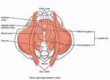 Function Of Pelvic Floor Muscles Pictures