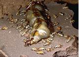 Images of Termite Damage Uk