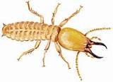 Termite Poisoning Images