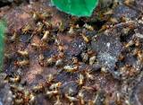 Hilo Termite Photos