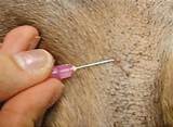 Photos of Dog Skin Parasites Home Remedies