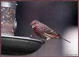 Pictures of House Finch Fun Facts