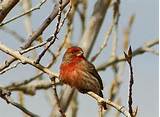 Images of Alberta House Finch