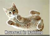 Training A Cat