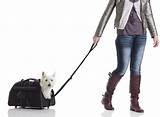Dog Carriers For Airlines With Wheels