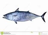 Catch Tuna Fish