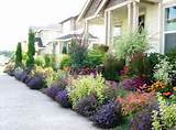 Best Plants For Front Yard Landscape Photos