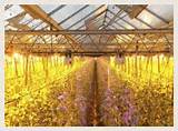 Wholesale Greenhouse Supply Companies Pictures
