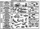 Images of Fossils Geologic Time Scale