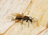 Photos of Termite With Wings In House