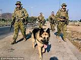 Images of Army Dog