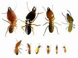 Images of Termite Types California