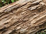 Termite Damage Repair Roof Images