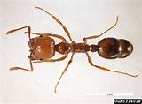 Pictures of Fire Ant Exterminator