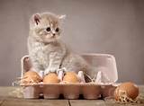 Images of Can Cats Eat Eggs