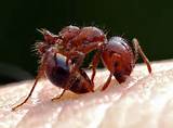 Texas Fire Ants Photos
