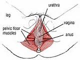 What Do Pelvic Floor Exercises Do Images