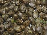 Marijuana Seeds Pictures