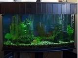 Glass Bow Front Fish Tank Images