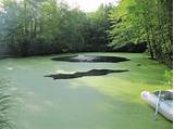 Images of Duckweed Control In Lakes