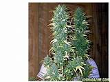 How To Grow One Marijuana Plant Indoors Pictures
