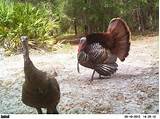 Osceola Turkey Outfitters Images