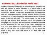 Photos of Natural Pesticide For Carpenter Ants