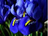 Blue Iris Flower Pictures