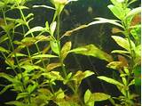 Brown Algae Freshwater Fish Tank Pictures