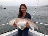 Fish In The Chesapeake Bay Pictures