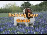 How To Raise Boer Goats For Profit Pictures