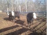 Photos of Guardrail Fencing Cattle