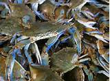 Blue Crab Market