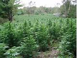 Images of Growing Marijuana In Michigan
