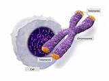 Images of Telomere Therapy Aging