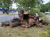 Photos of Arbor Art Tree Service