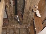 Termite Infested House Pictures