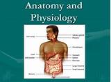 Anatomy And Physiology Online Accredited College Course Images